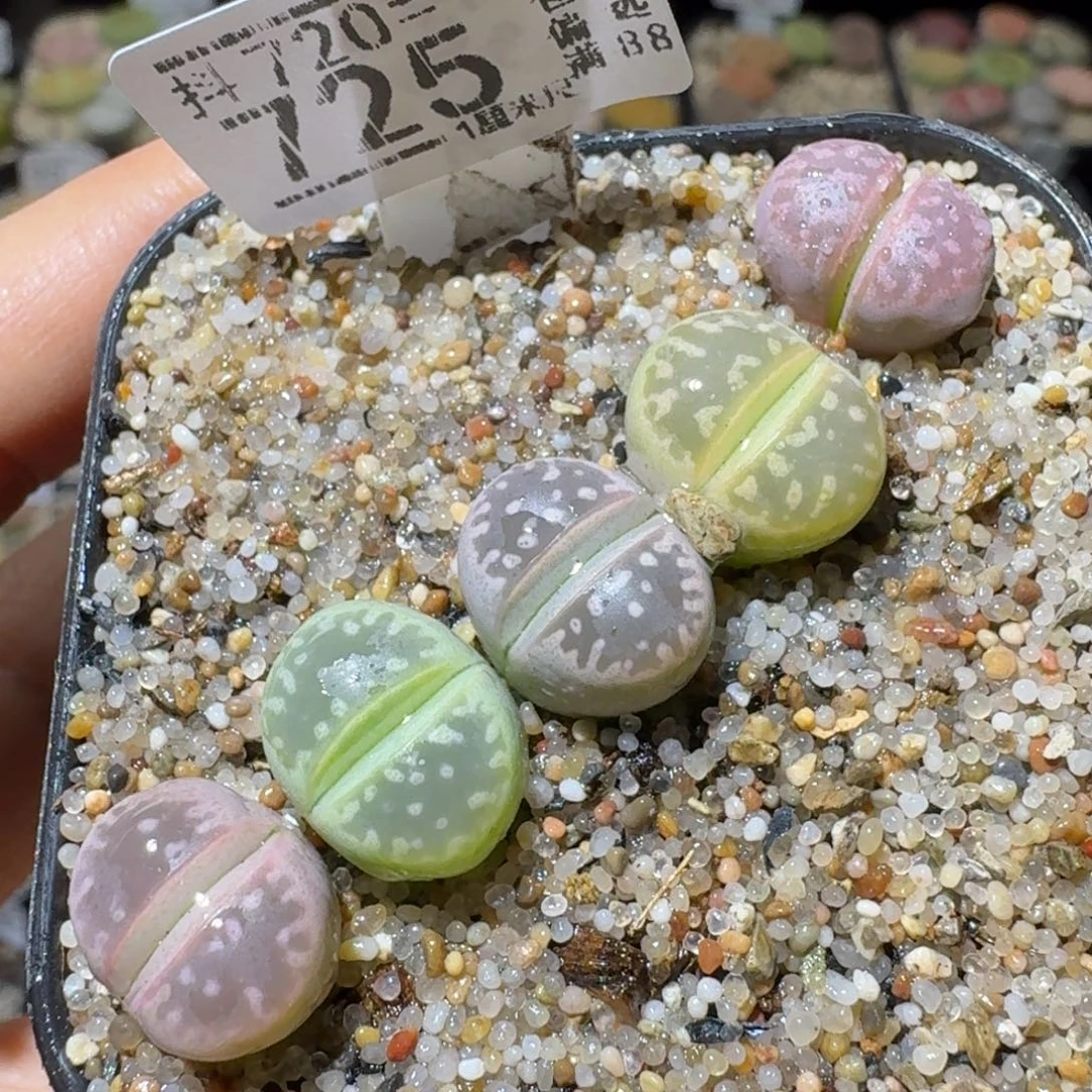 SSss精品清仓了725