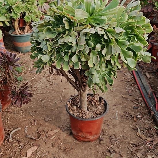 原始绿加急发货17