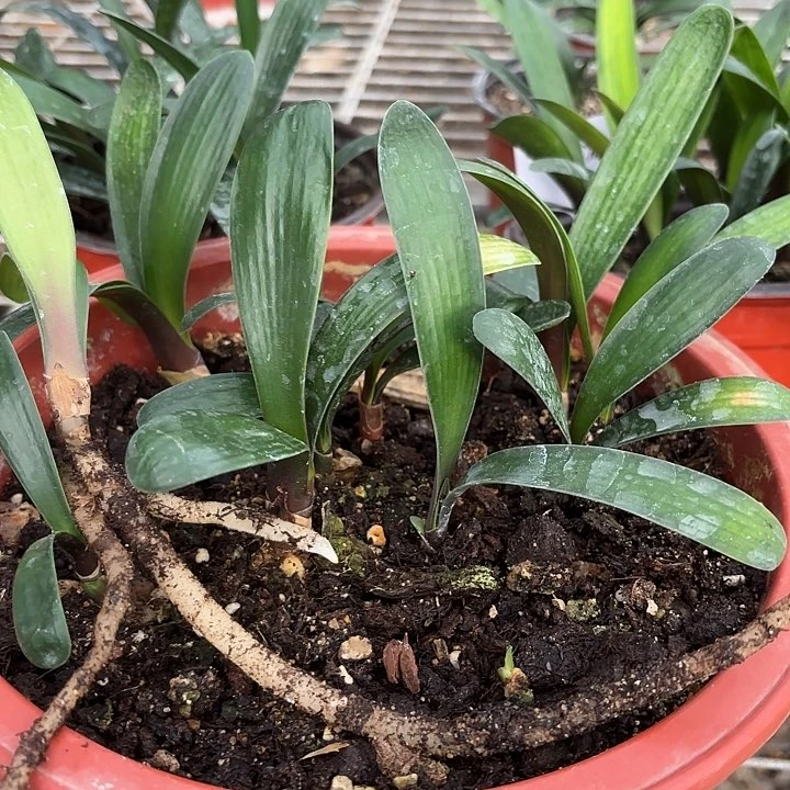 无花朵下花毛穿点奇艺串2颗一组