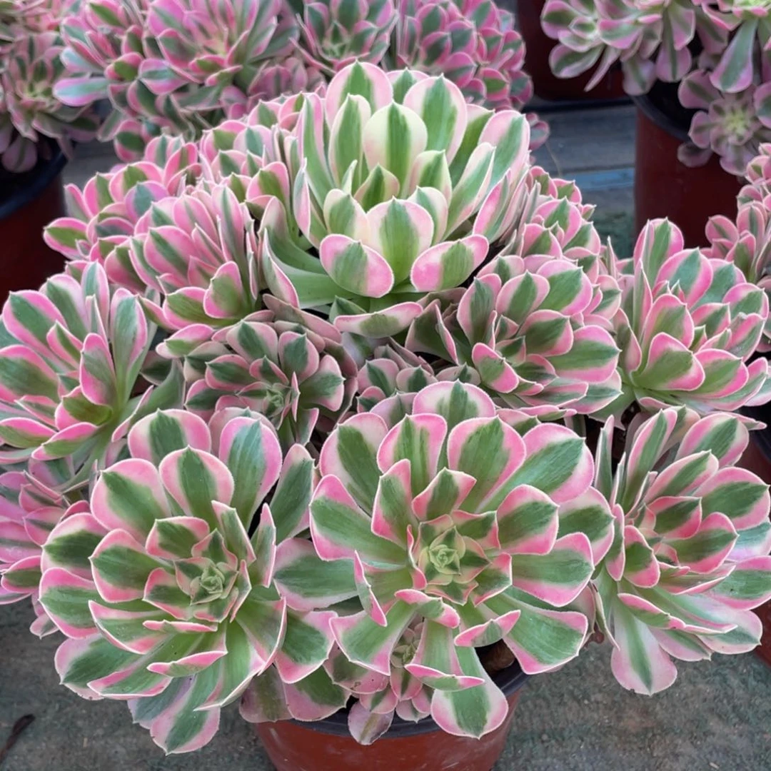 908粉女巫大大大捧花