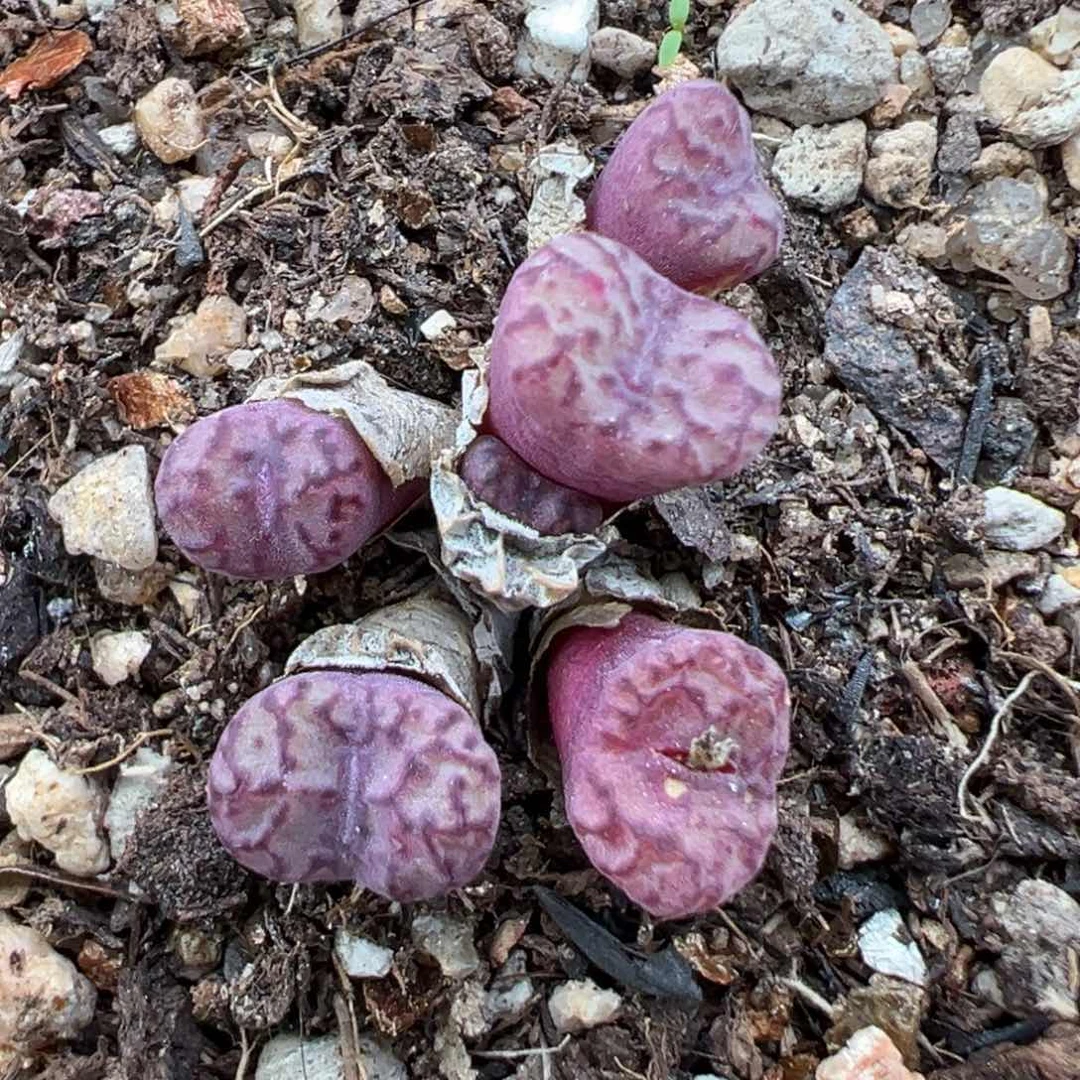 1.22好看的多肉173