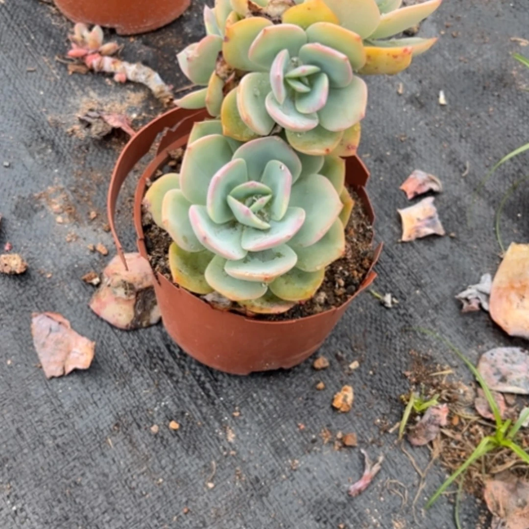 【闪购商品】এ****༻白及