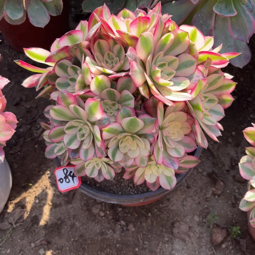 084多肉植物荔枝朵朵板子砍过