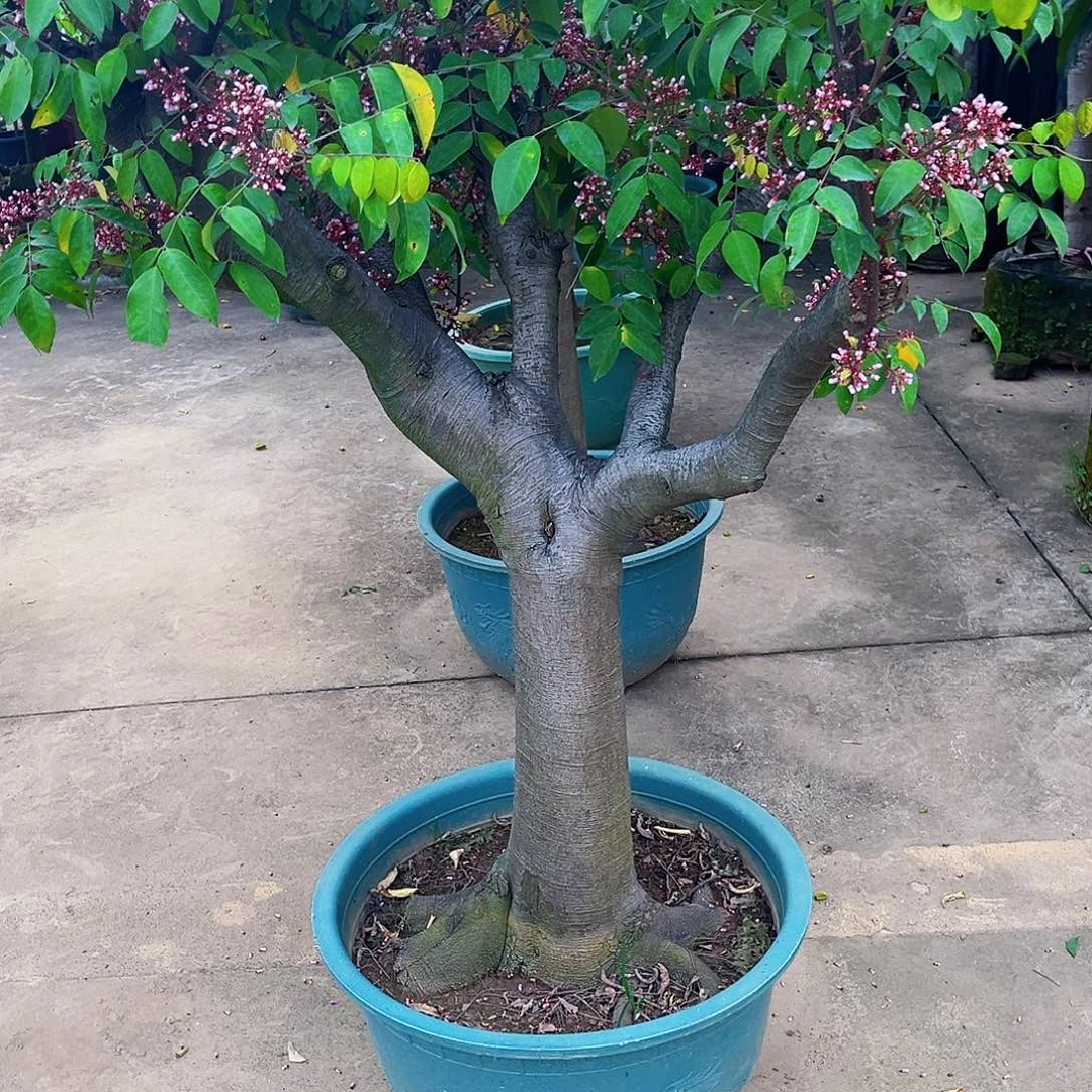 x***.无花朵468832225899