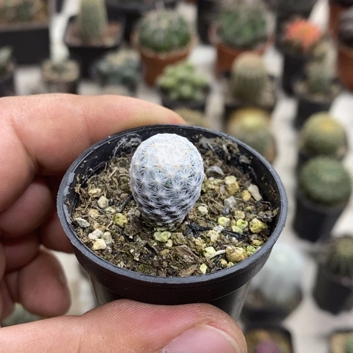 实生白鸟特价福利
