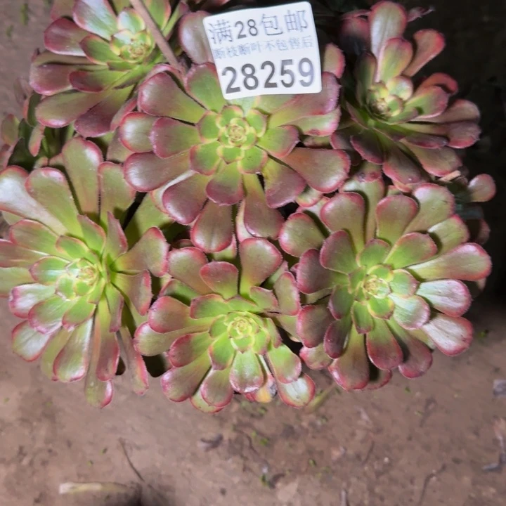 28259黑金刚多肉植物