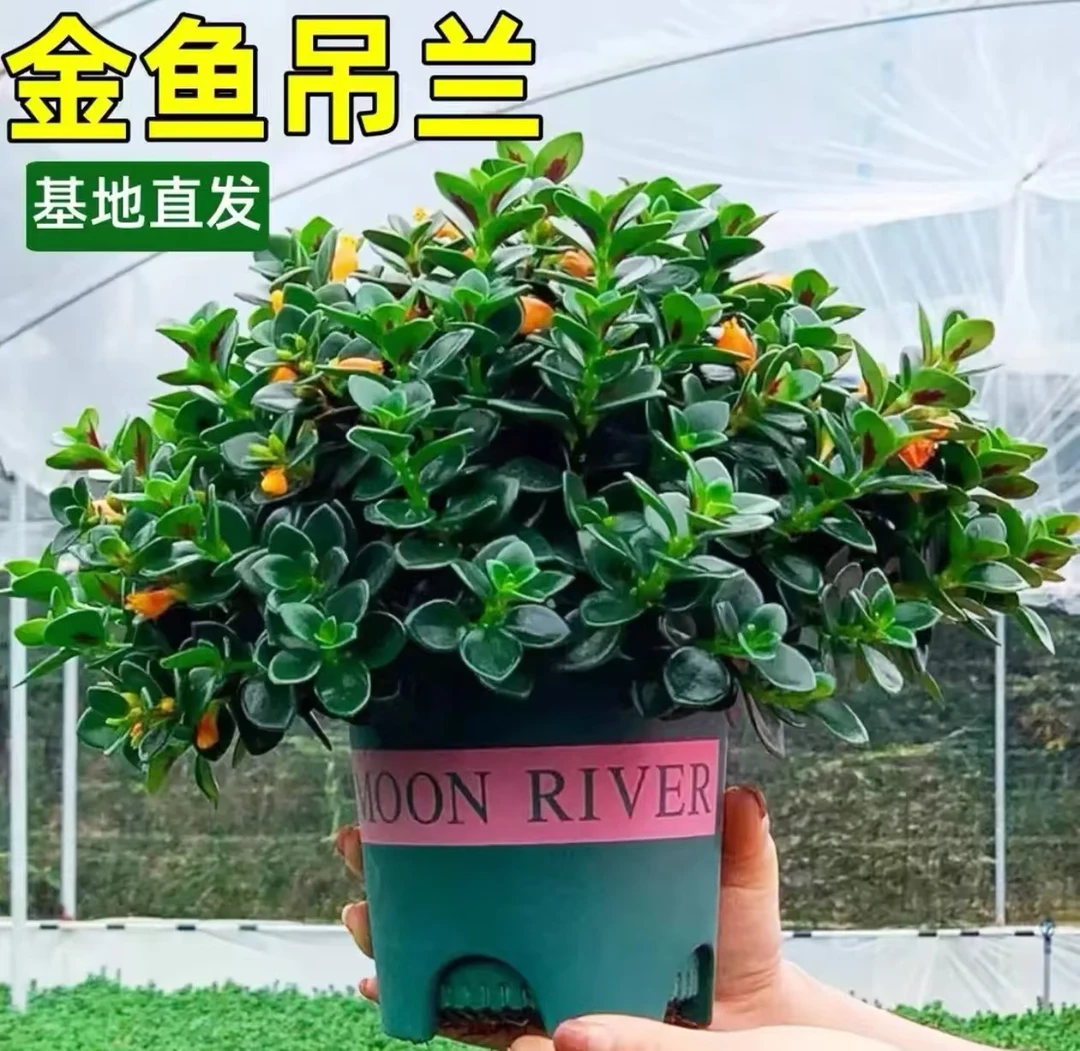金鱼吊兰盆栽花卉植物室内四季常青可开花桌面客厅绿植观赏耐寒