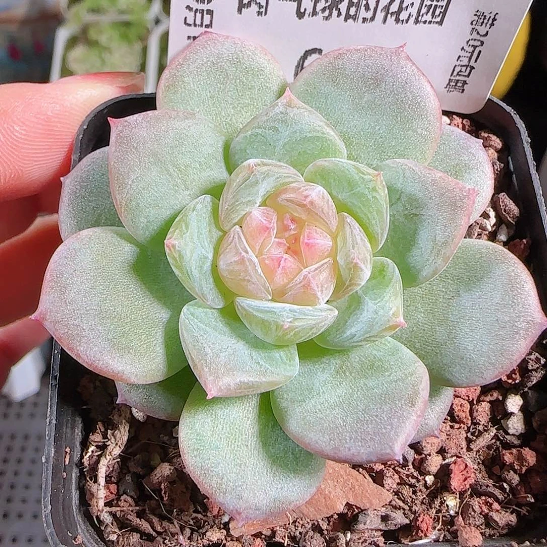 0914---68糖心珍妮。