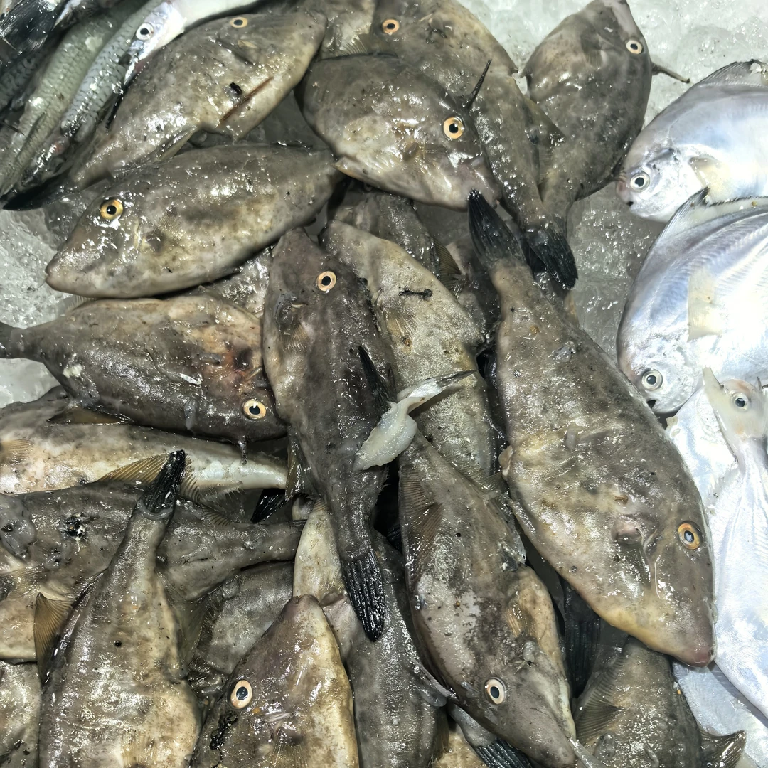 渤海湾野生扒皮鱼牛鱼（一斤十条）