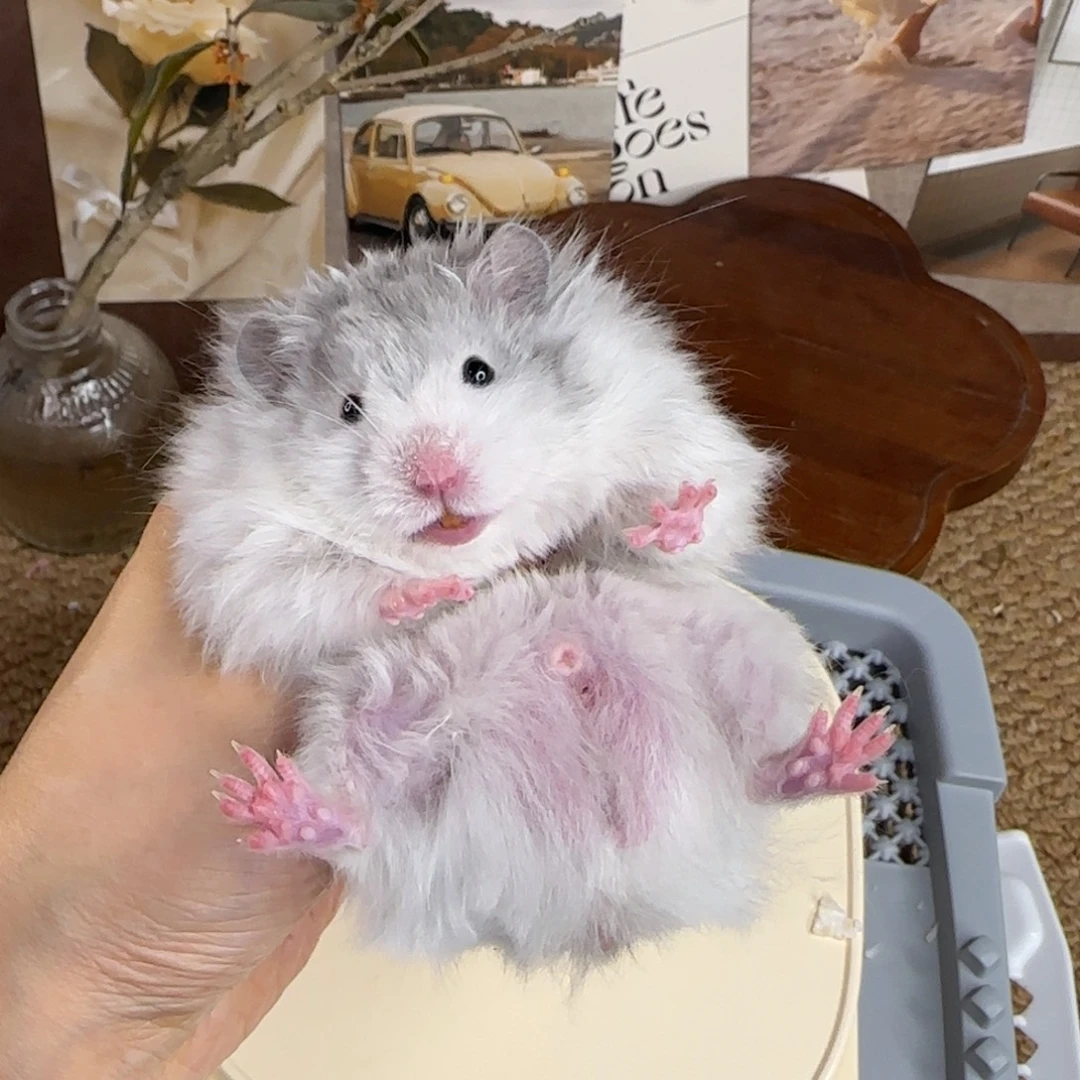 蓝波弟弟9.18生日