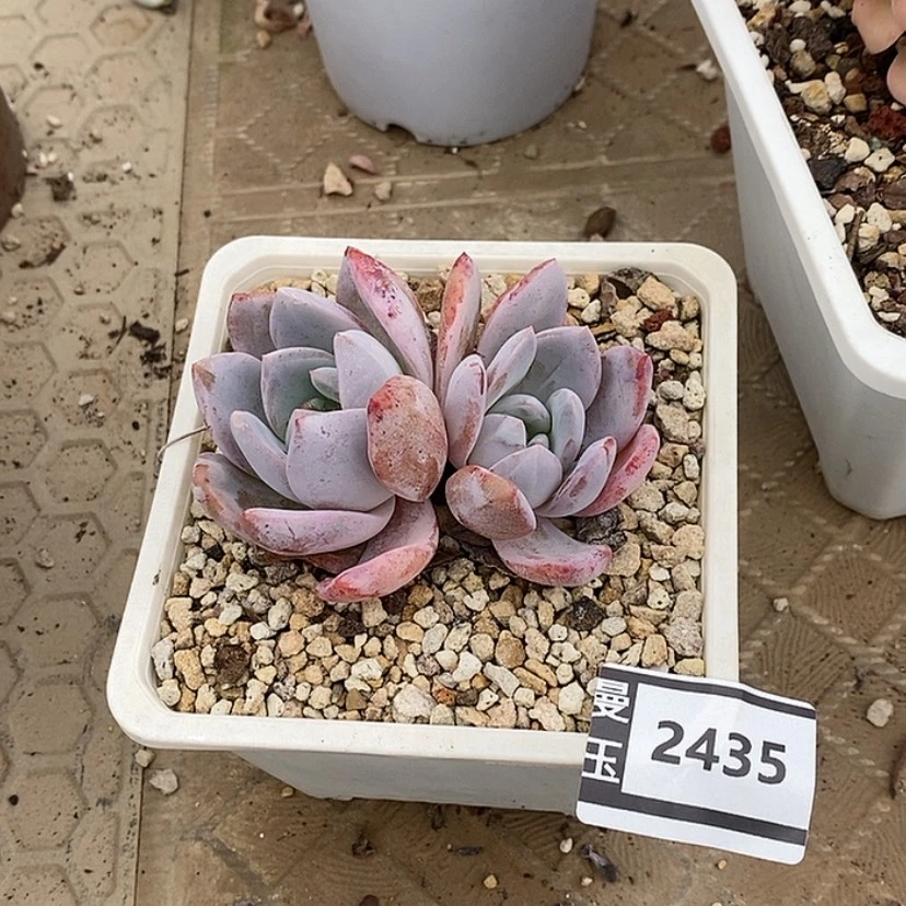 【闪购商品】嫦娥2435