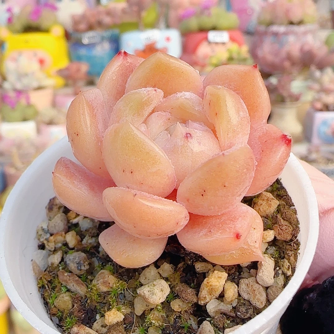 L福利纯爱 盆口3cm