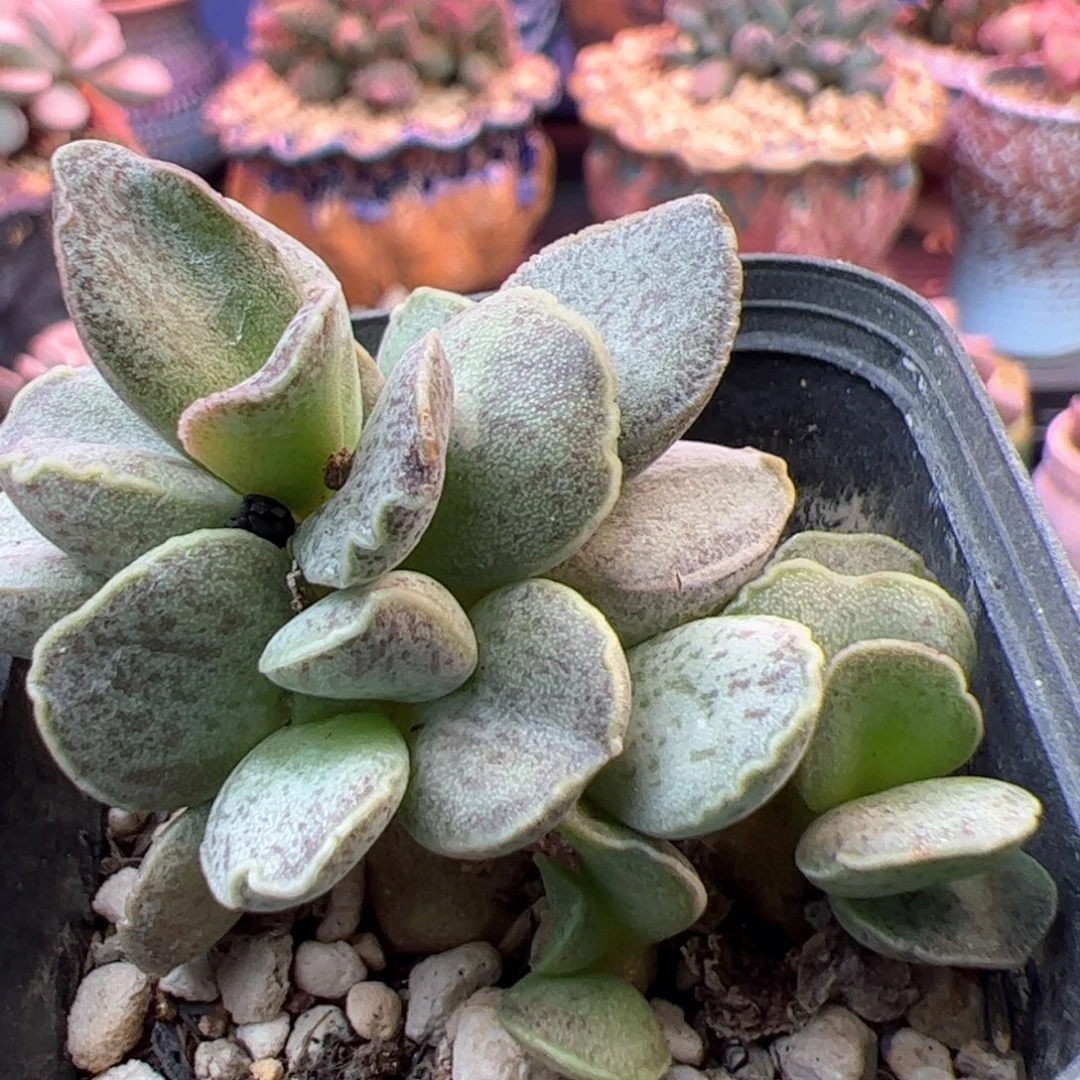 火龙果。