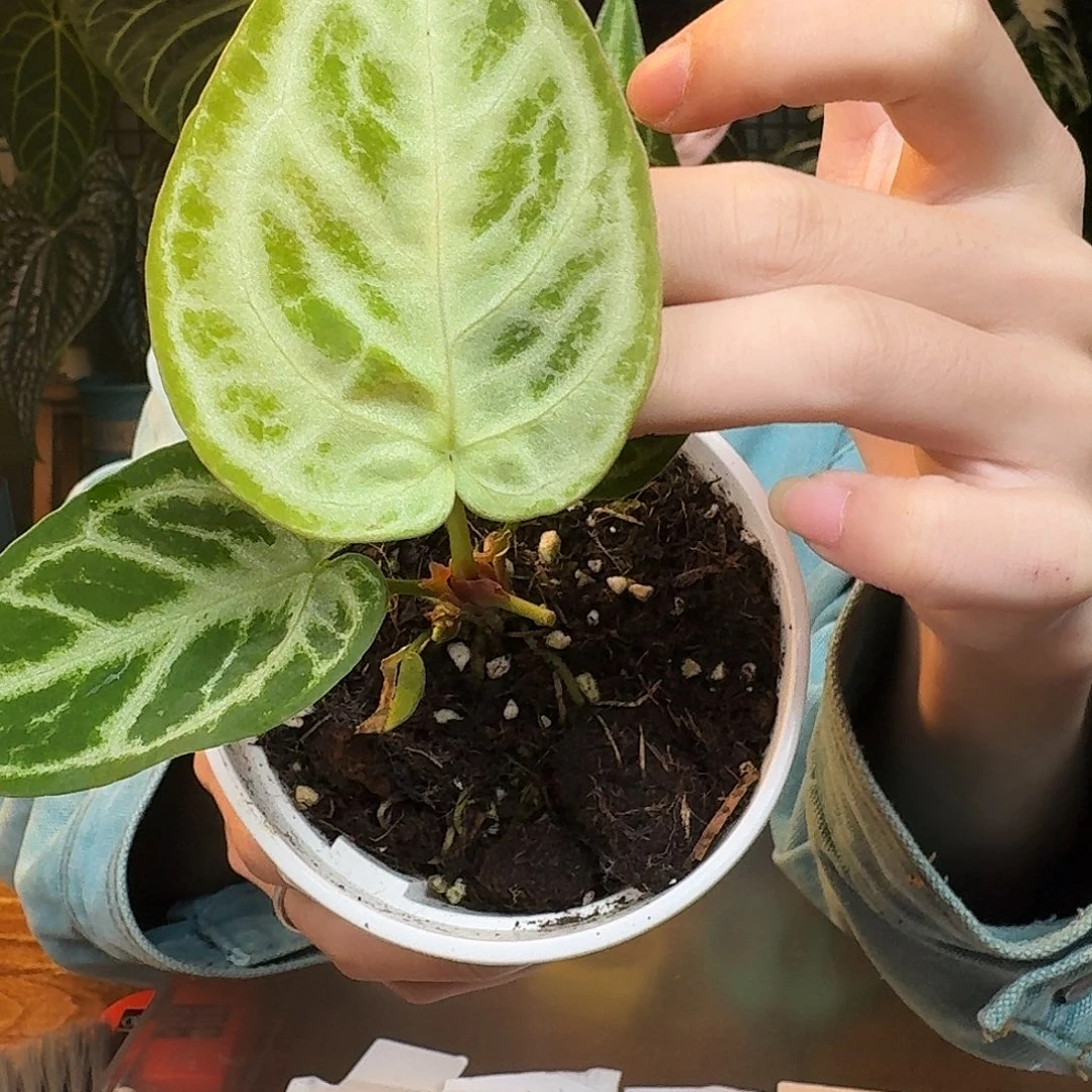 完全开放B156银虎杂银色面纱