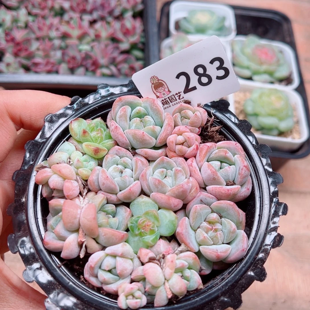 多肉植物多肉植物