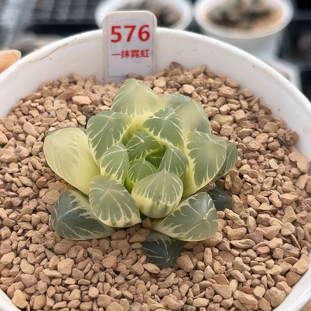 576糊斑水晶冰川玉露锦