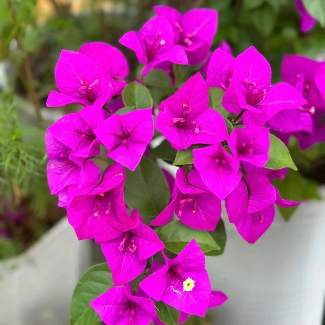 云南紫修剪枝条原盆原土专拍运输途中会掉叶严重掉光杆不售后