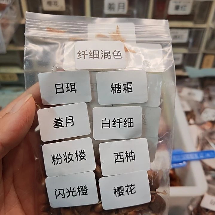 酢浆草早花纤细混色