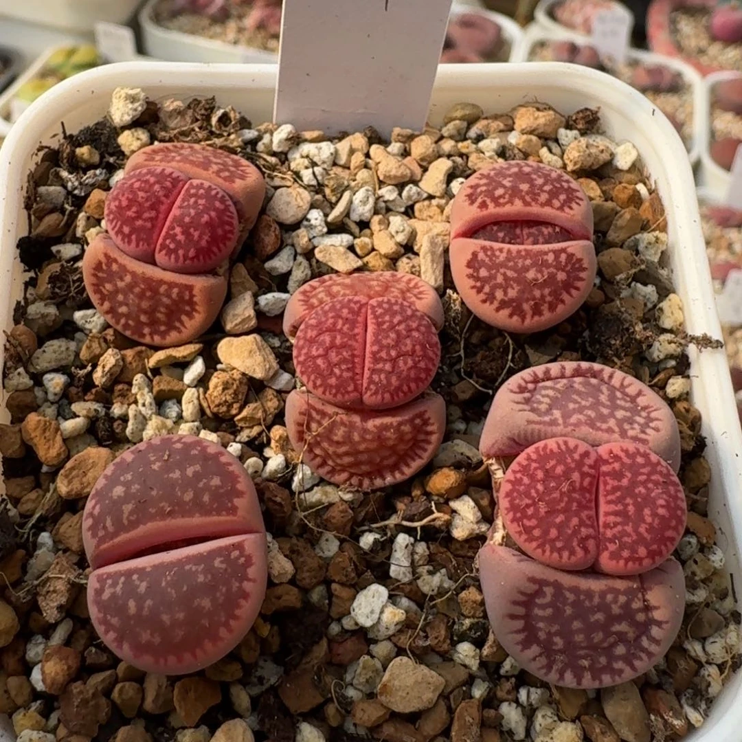 K053恶魔果实紫日轮四年准母本