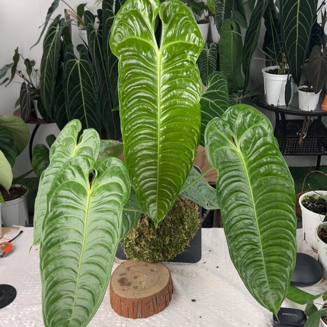 完全开放板植大鹤王