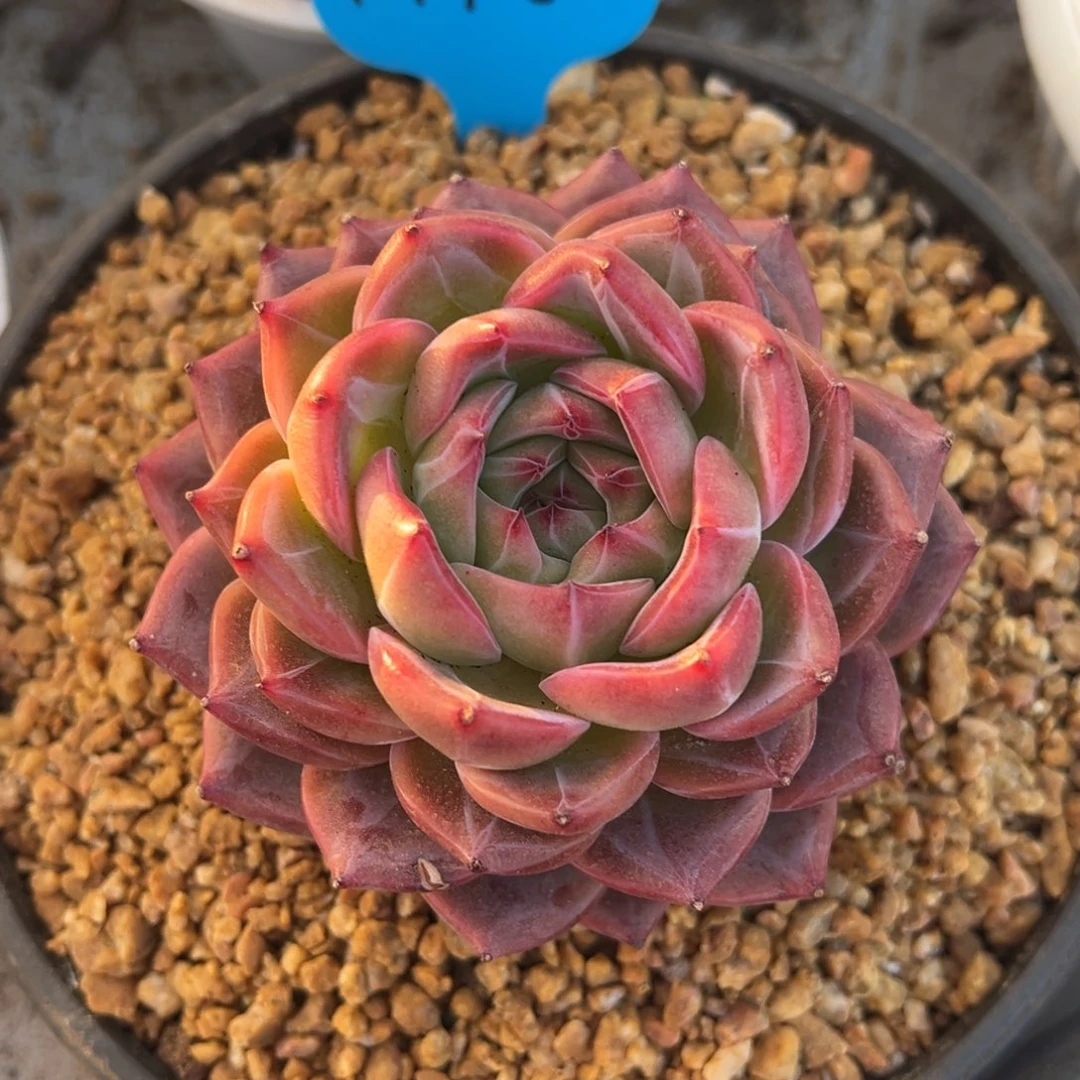 黑***怕1-19-82草莓樱桃多肉植物