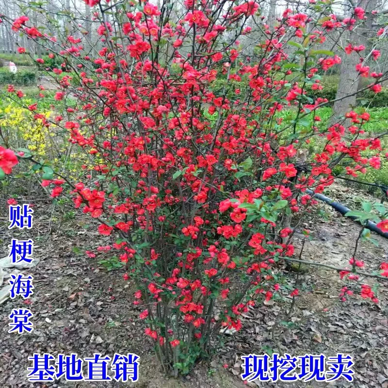 丛生海棠苗贴梗海棠花苗庭院阳台花卉盆栽贴梗海棠苗当年开花篱笆