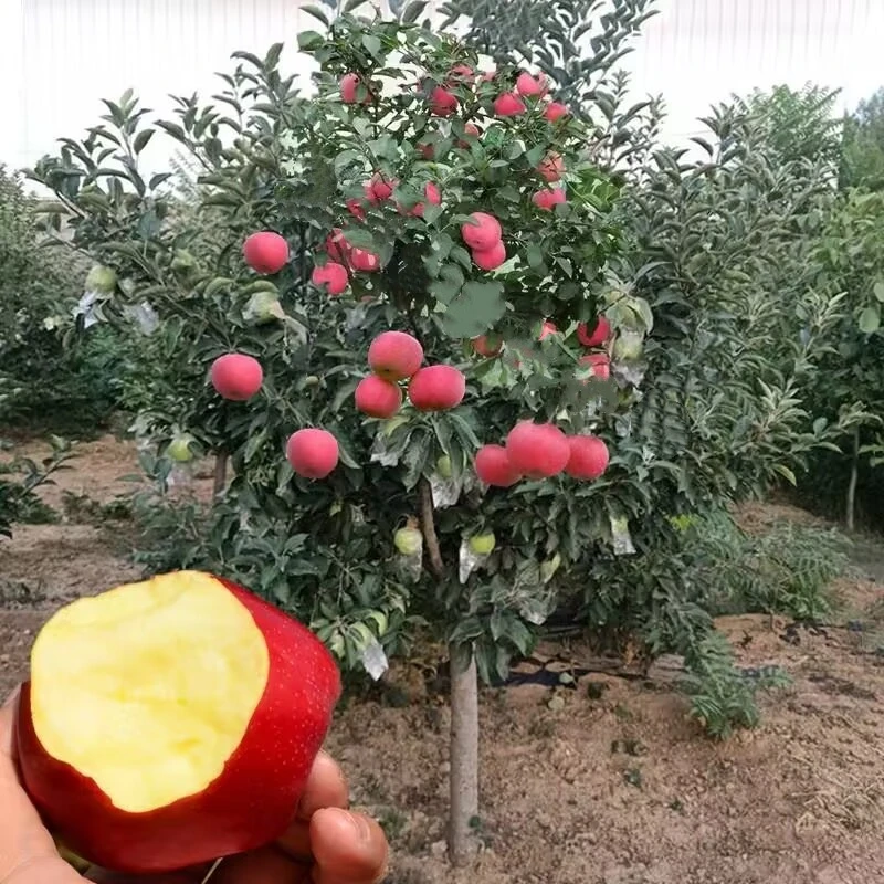 特大苹果树苗新品种红富士特大冰糖心红肉南北方种植地栽当年结果
