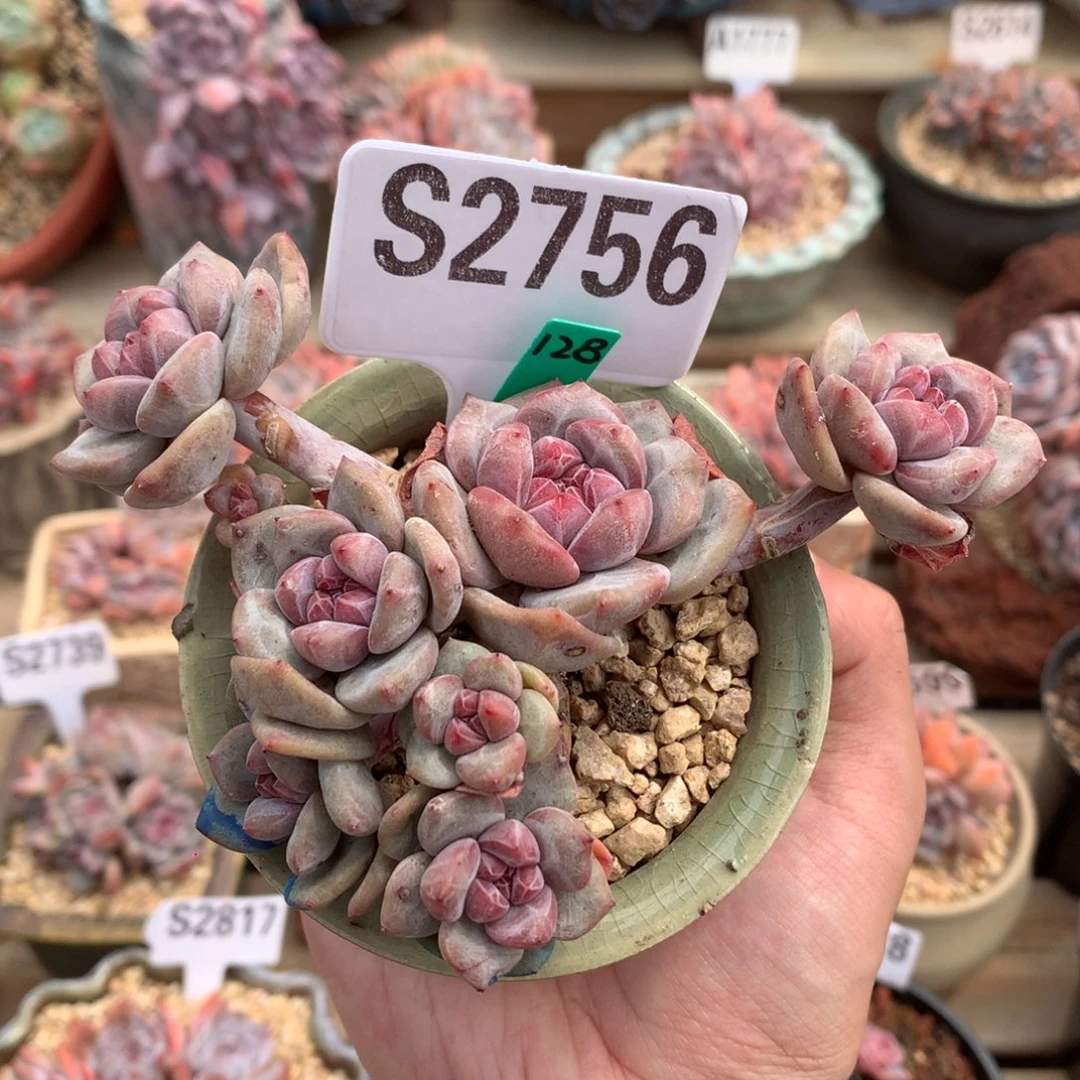 S2756 石榴籽星影小树 精控 有砍 12cm