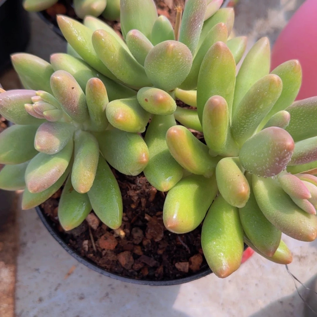 【闪购商品】三头芒果奶