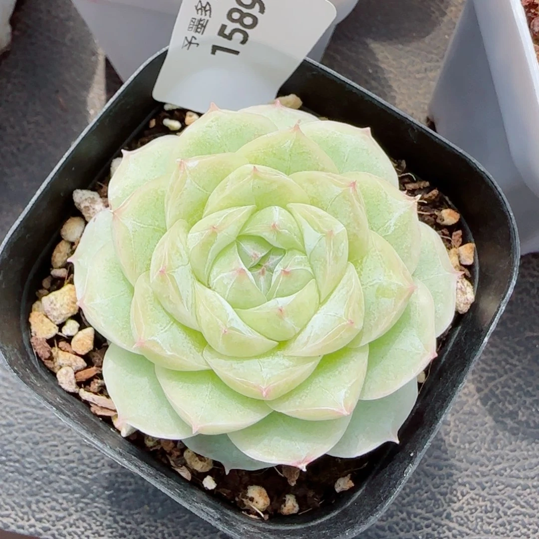 白体，1539多肉植物
