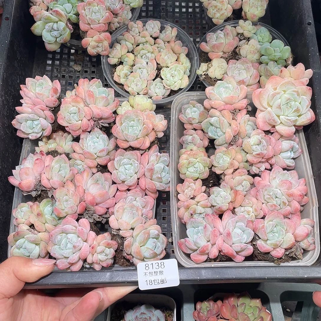 S***瑶8138。   6 盒冰玉。