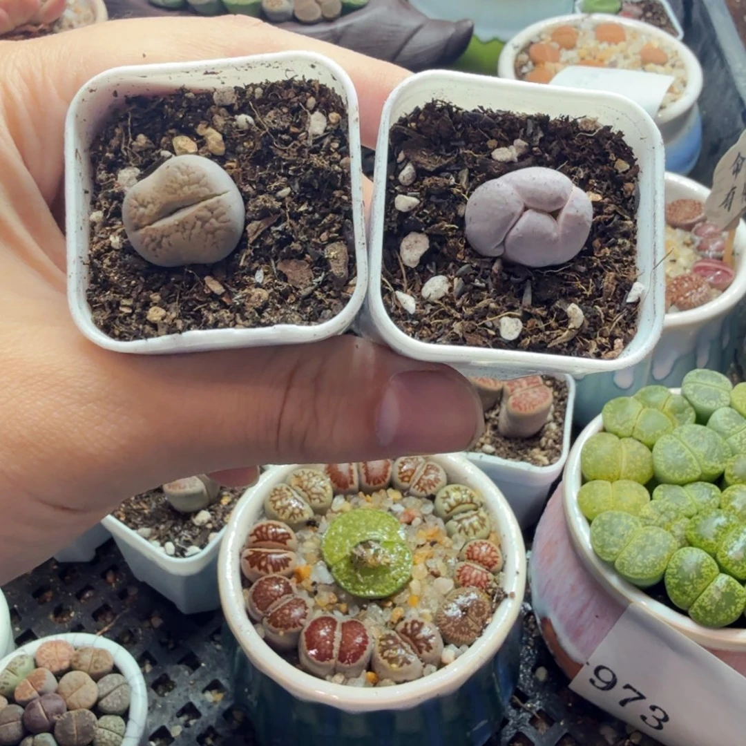 多肉植物的生长发育和532