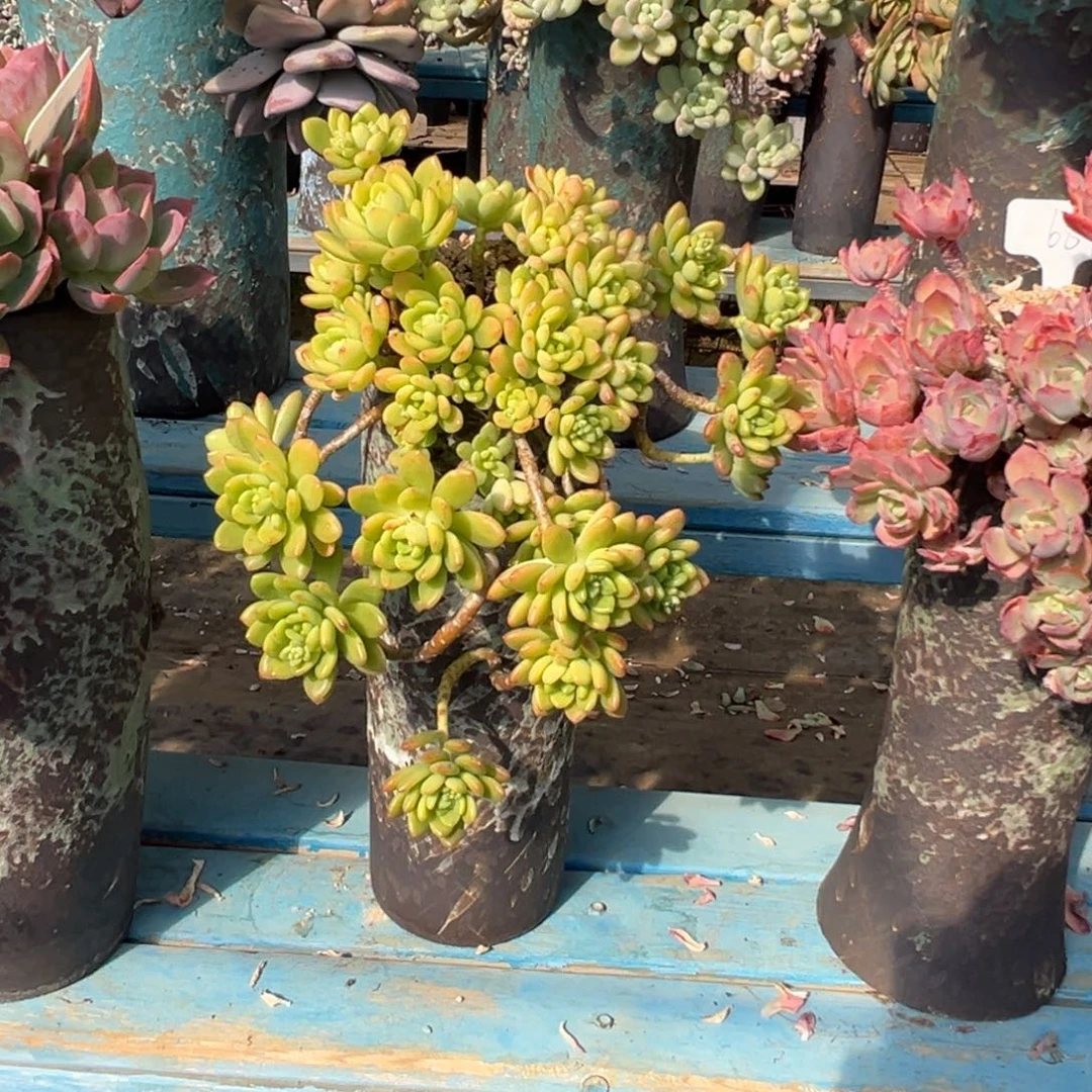 精品春萌妖桩 裸肉