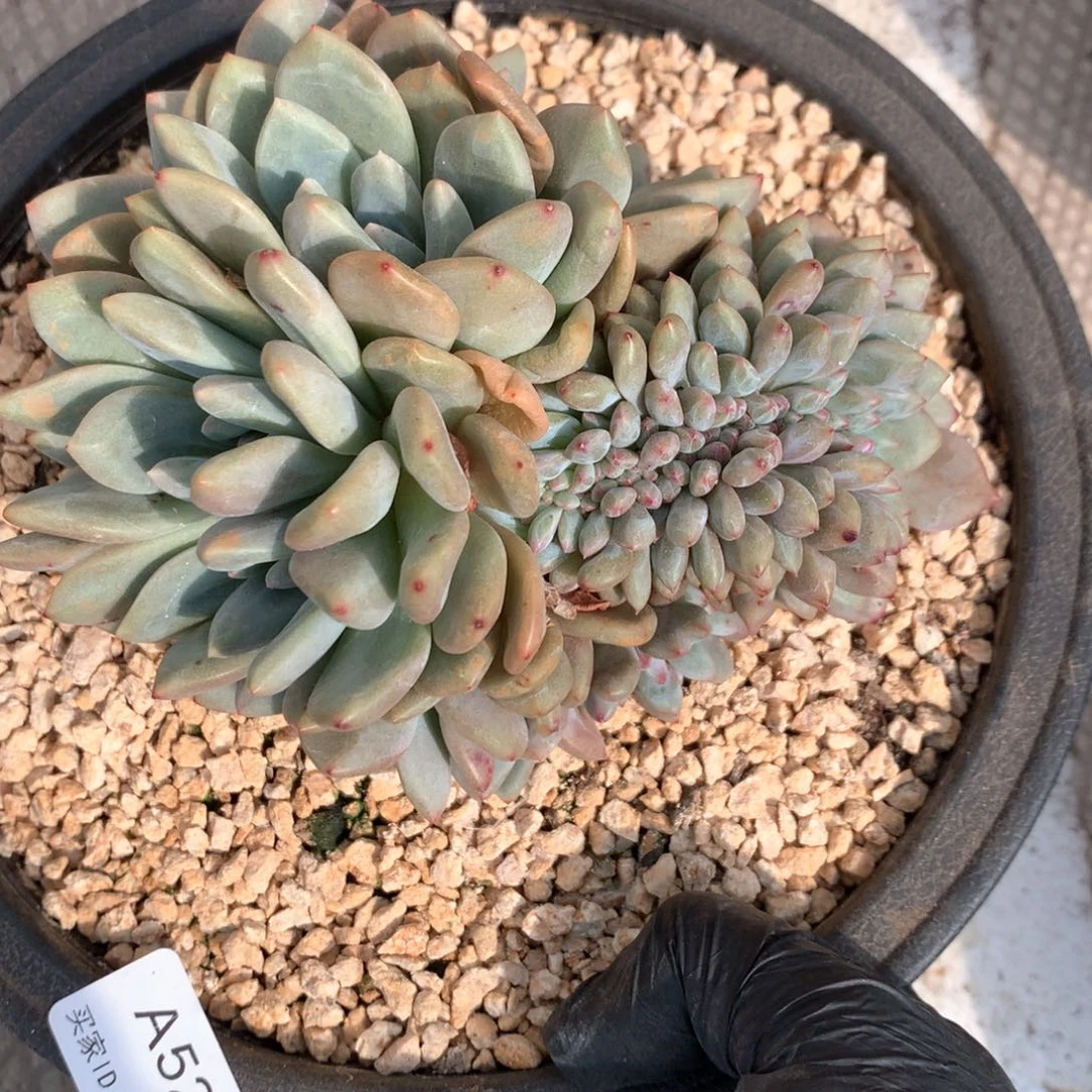 A524 售后时间签收起7天内