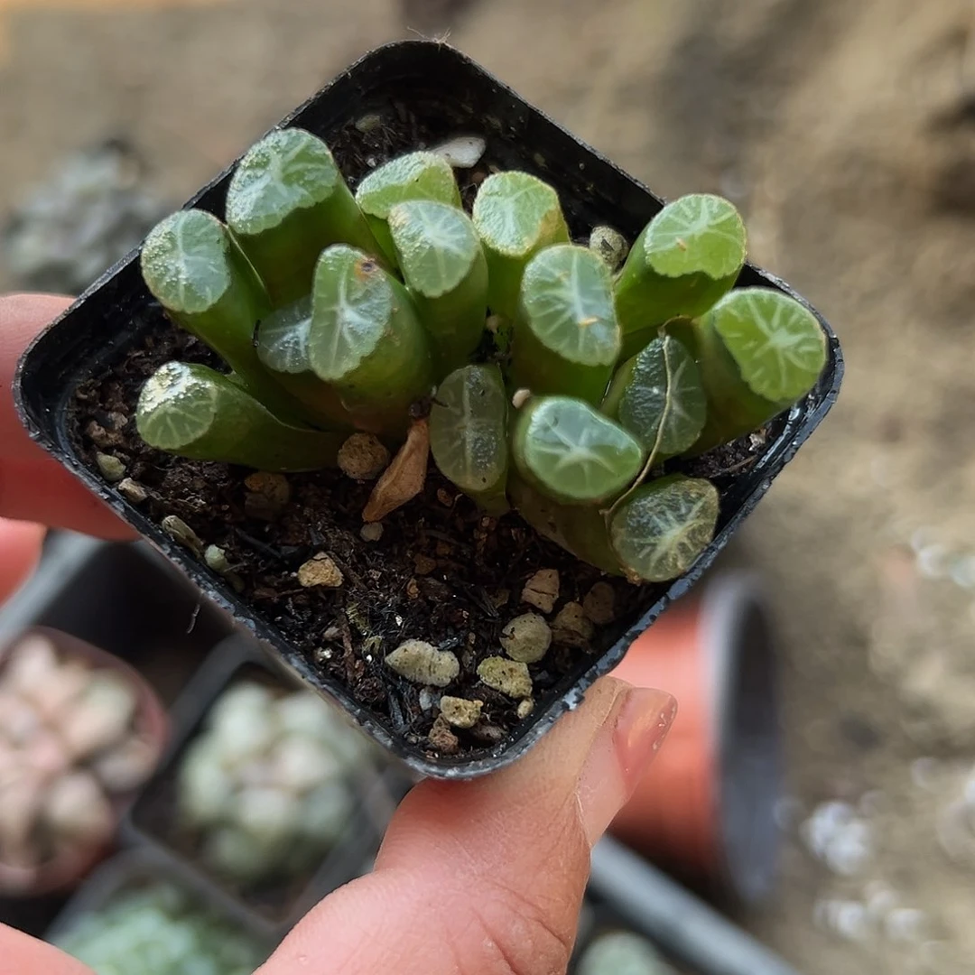 多肉植物万象双头