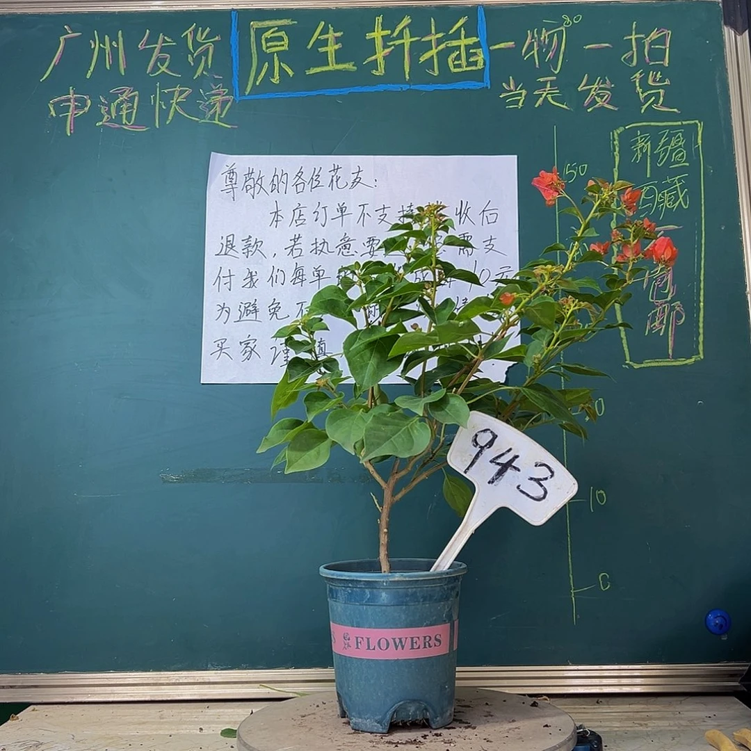 当前无花栽培后可以开花暗斑夕阳红 943