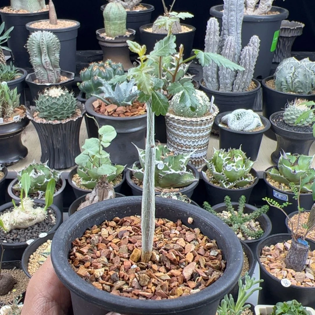 芳香橄榄实生一物一拍