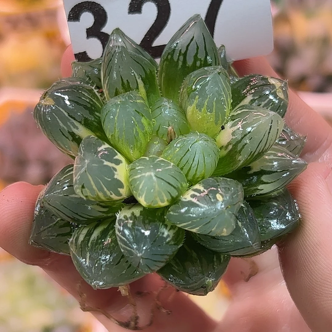 龙爪锦十二卷多肉植物