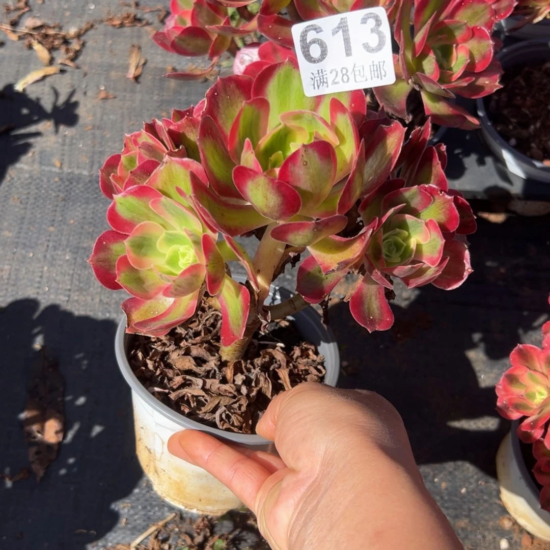 多肉植物613无售后