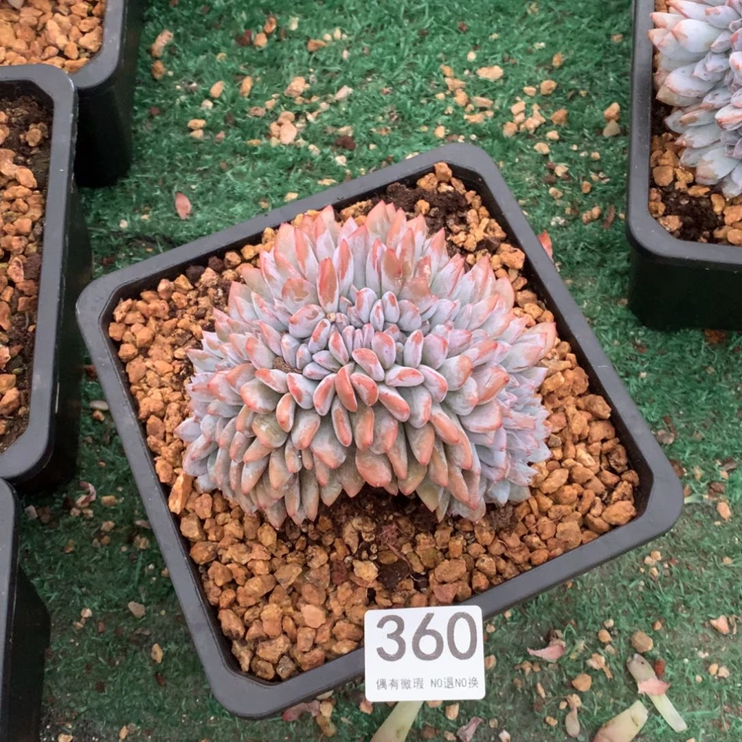 360橙子缀化多肉植物