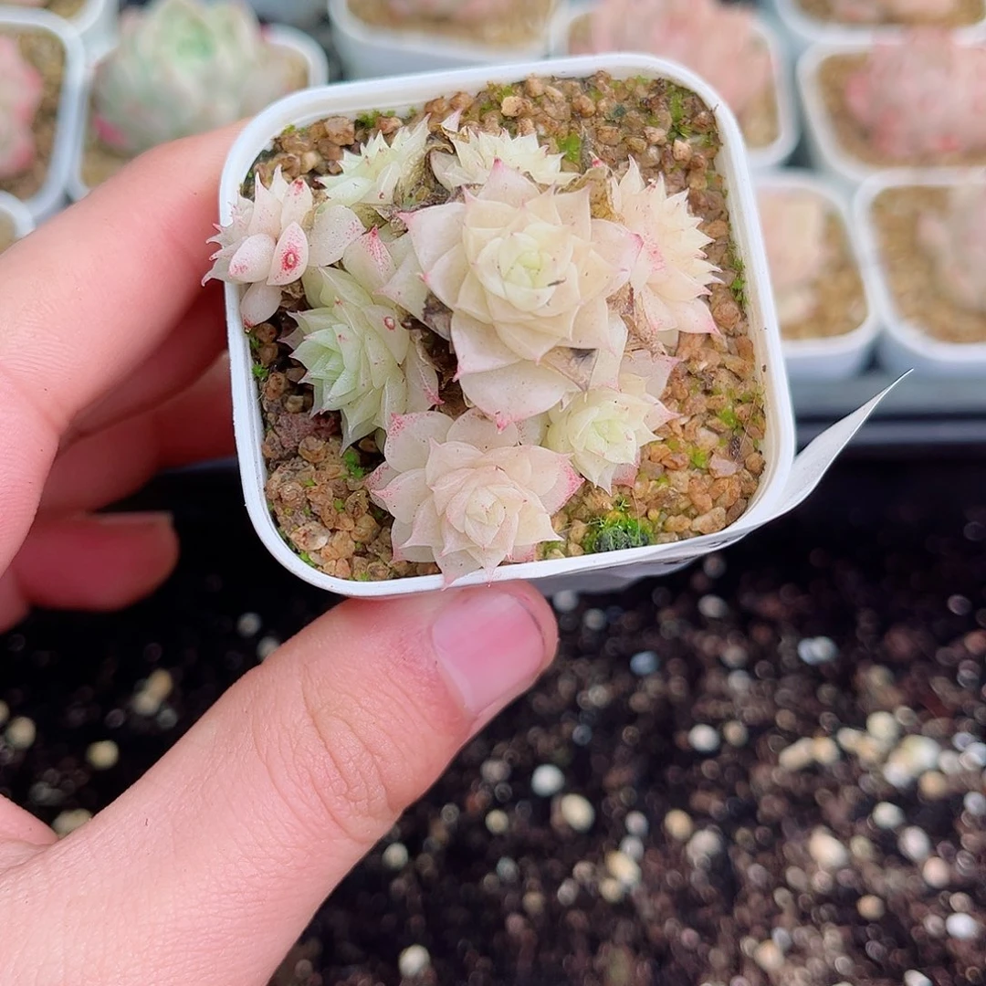 1-833 新疆西藏内蒙不发  12.8包邮