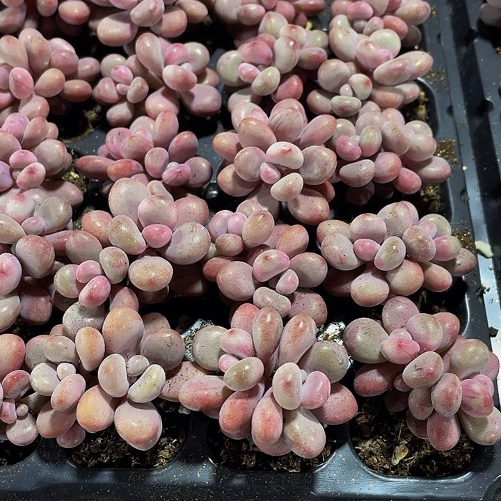 双头小桃蛋1.5带土发