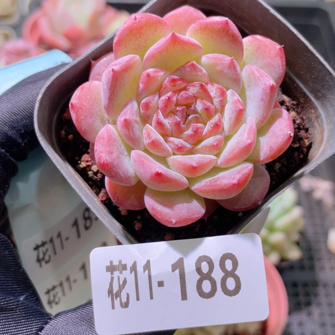 花利美11-188新品