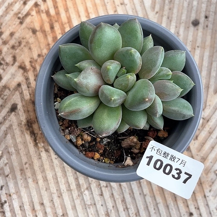 阿雅园艺。     10037红象牙