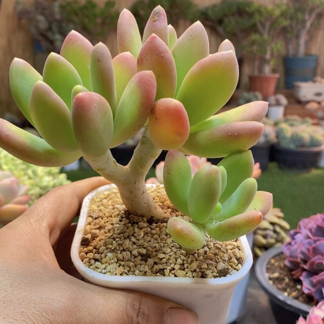 北*7号金蝉多肉植物