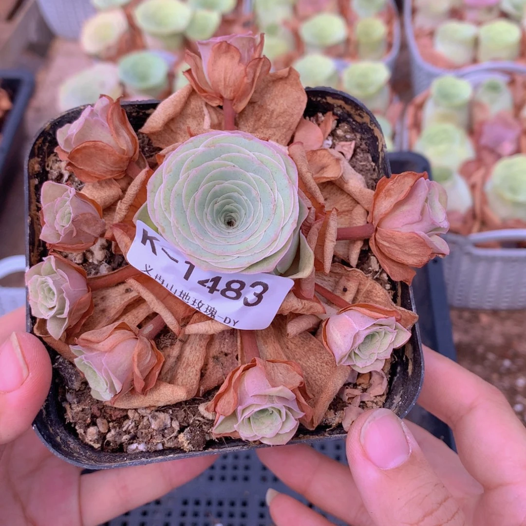 1483 会掉侧芽不售后