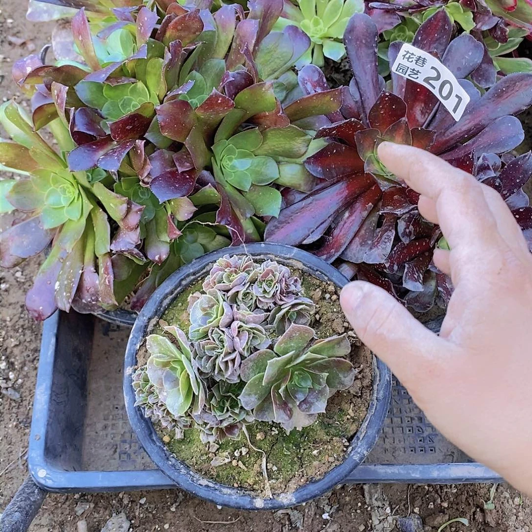 201 号一物一拍多肉植物