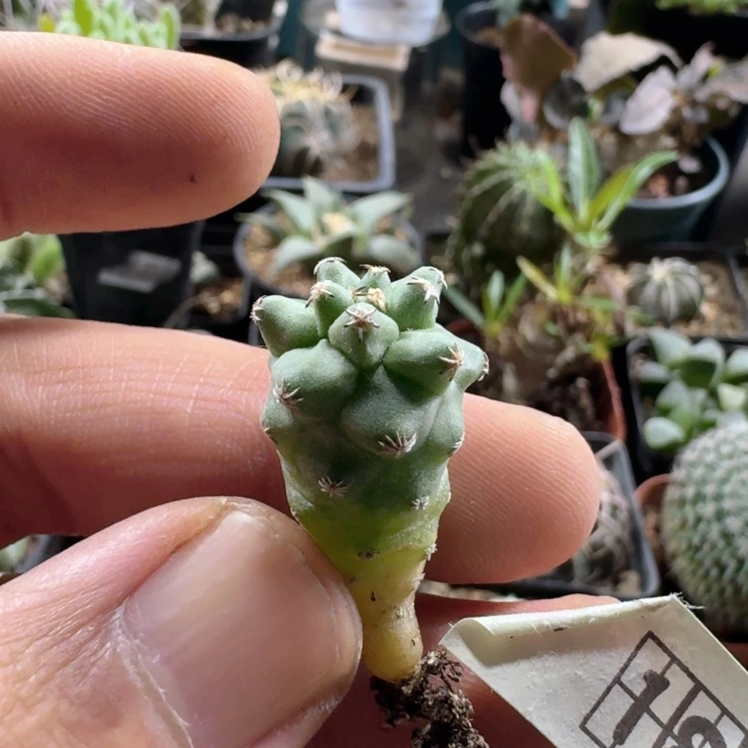 183赤花娇丽脱土发货
