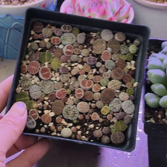 彩拼十方盆多肉植物