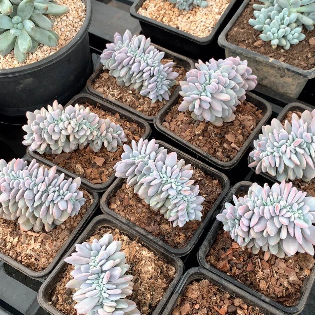 粉兔12盆口 侧切 售后范围：签收起7天内